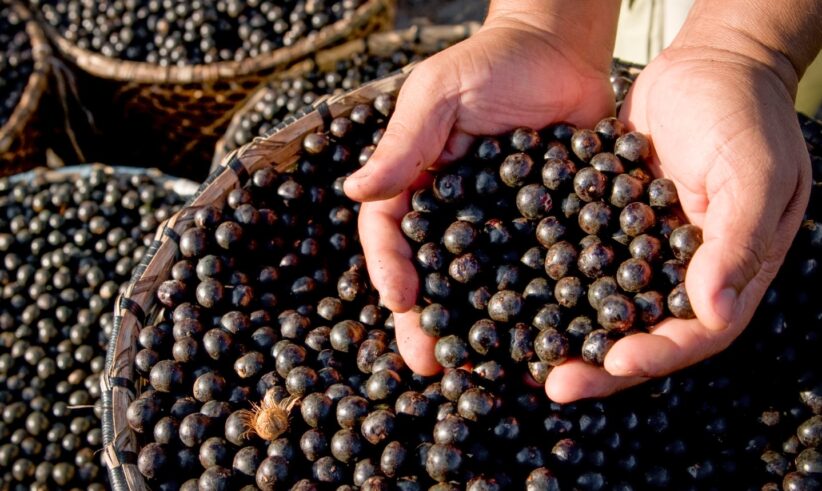 A close-up of hands holding freshly harvested açaí berries over a large woven basket filled with more berries, with additional baskets visible in the background.