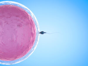 A single sperm approaches and makes contact with a large pink egg cell against a blue background, illustrating the moment of fertilization in human reproduction.