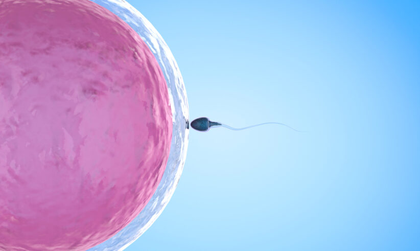 A single sperm approaches and makes contact with a large pink egg cell against a blue background, illustrating the moment of fertilization in human reproduction.