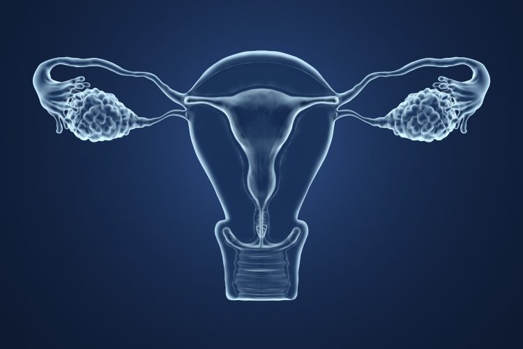 Illustration of uters