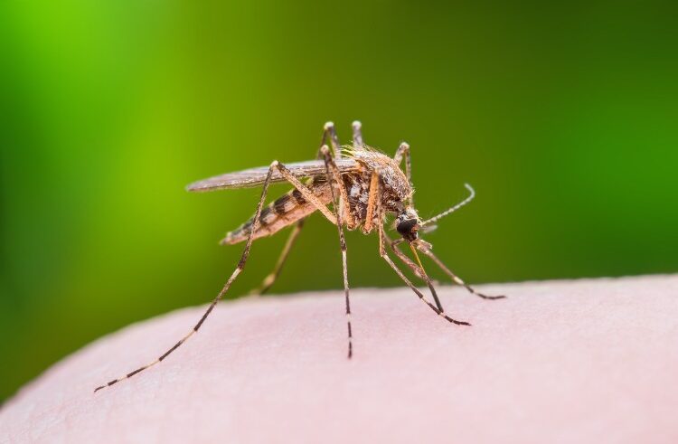 A close-up of a mosquito perched on human skin, preparing to bite, with a blurred green background.