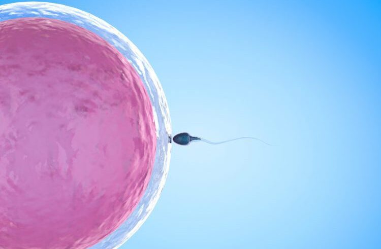 A single sperm approaches a large pink egg cell against a light blue background, illustrating the process of fertilization.