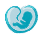 An illustration of a developing human embryo inside a rounded, blue, womb-like shape, showing early-stage fetal development.