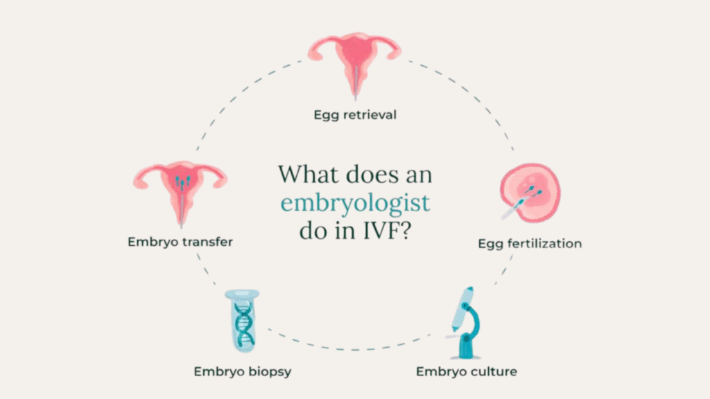 Infographic titled What does an embryologist do in IVF? showing five steps: egg retrieval, egg fertilization, embryo culture, embryo biopsy, and embryo transfer, each with a corresponding icon.