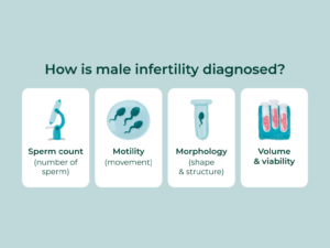 sperm analysis parameters male fertility