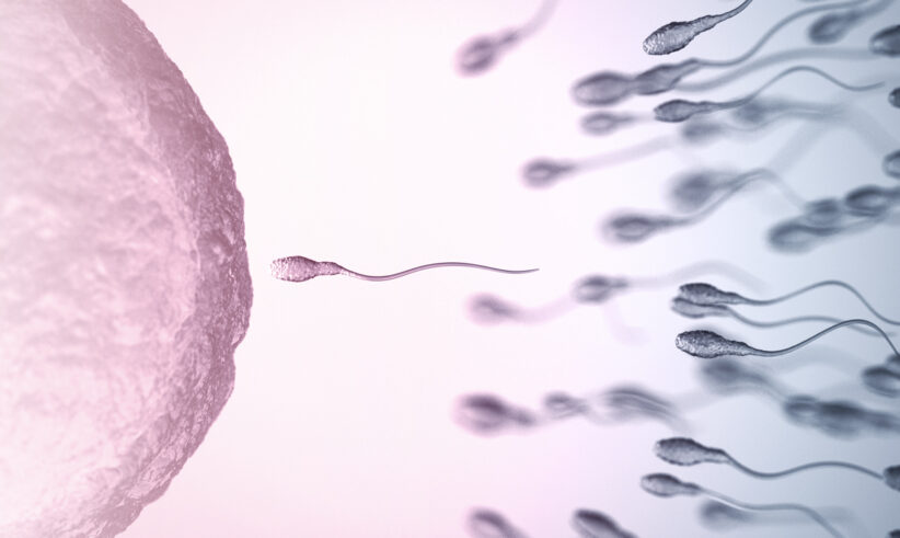 A close-up illustration shows numerous sperm cells swimming toward a large, textured egg cell, depicting the process of fertilization. The background has a gradient of pink and blue tones.