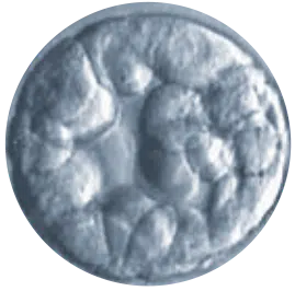 A close-up image of a human blastocyst, an early-stage embryo, showing a round cluster of cells with a textured, uneven surface.
