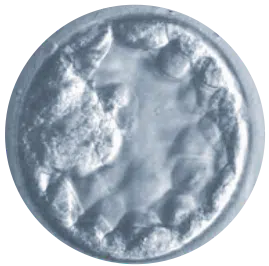 A microscopic image of a human blastocyst, showing a circular structure with a thin outer layer and an inner cluster of cells, typical of an early-stage embryo.