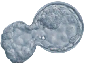 A microscopic image of a yeast cell undergoing budding, showing a smaller daughter cell forming and attached to the larger parent cell.