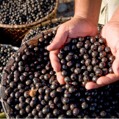 A close-up of hands holding freshly harvested açaí berries over a large woven basket filled with more berries, with additional baskets visible in the background.