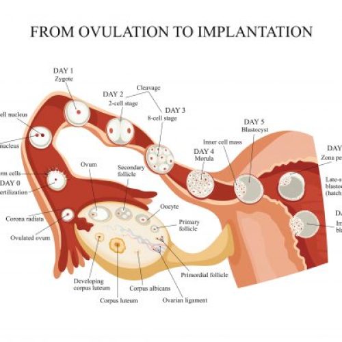 From ovulation to implantation. Fertilization, zygote, to blastocyst so travels the human egg.