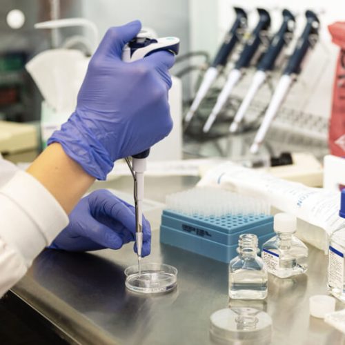 A person wearing blue gloves uses a pipette to transfer liquid into a petri dish at a laboratory workstation, surrounded by bottles, tubes, trays, and other lab equipment.