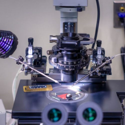 A close-up of a laboratory microscope setup with attached micromanipulators and electrodes, illuminated by a desk lamp, used for precise scientific experiments on a specimen slide.