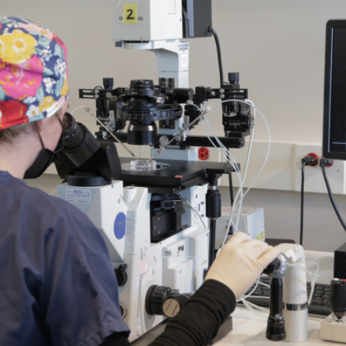 A scientist wearing scrubs, a colorful cap, and gloves uses a microscope in a lab. An image of cells is displayed on a nearby monitor connected to the microscope.