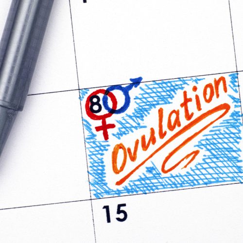 A calendar shows a day marked with blue and red gender symbols and the word Ovulation written in orange, highlighted with blue, next to a pen.