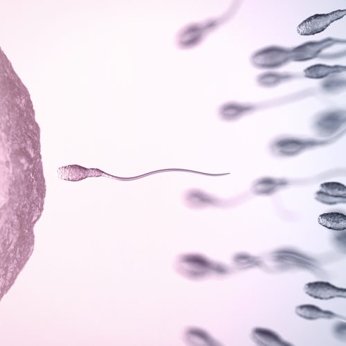 A close-up illustration shows numerous sperm cells swimming toward a large, textured egg cell, depicting the process of fertilization. The background has a gradient of pink and blue tones.