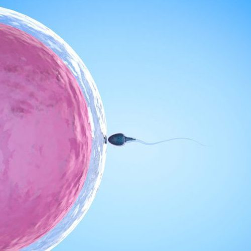 A single sperm approaches a large pink egg cell against a light blue background, illustrating the process of fertilization.