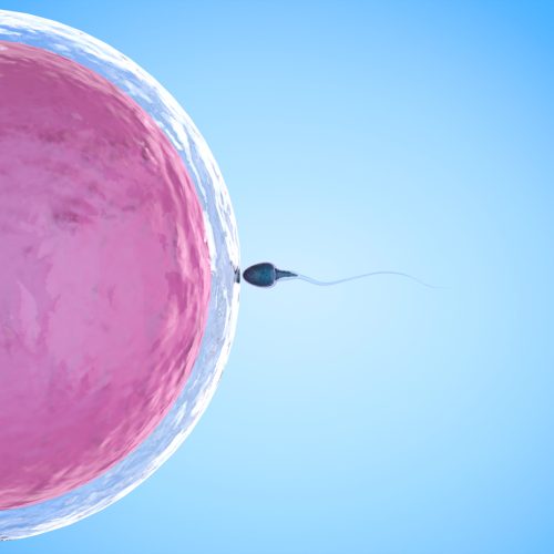 A single sperm approaches and makes contact with a large pink egg cell against a blue background, illustrating the moment of fertilization in human reproduction.