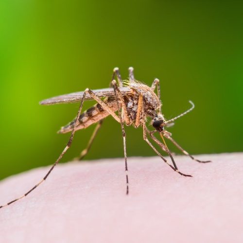 A close-up of a mosquito perched on human skin, preparing to bite, with a blurred green background.